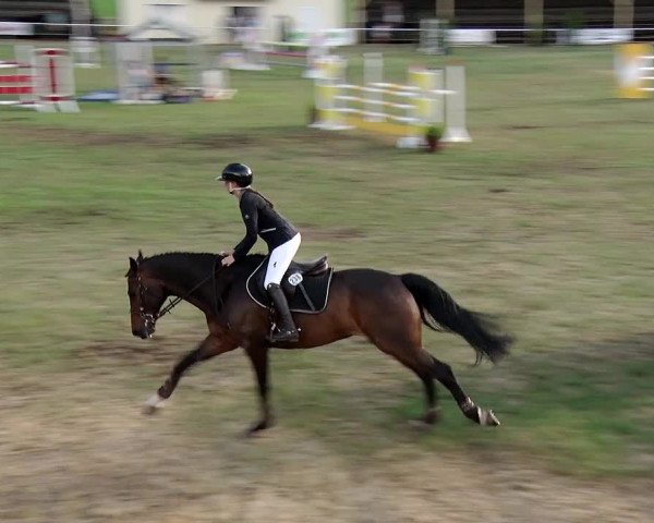 Reitturnier Schwanebeck 2018