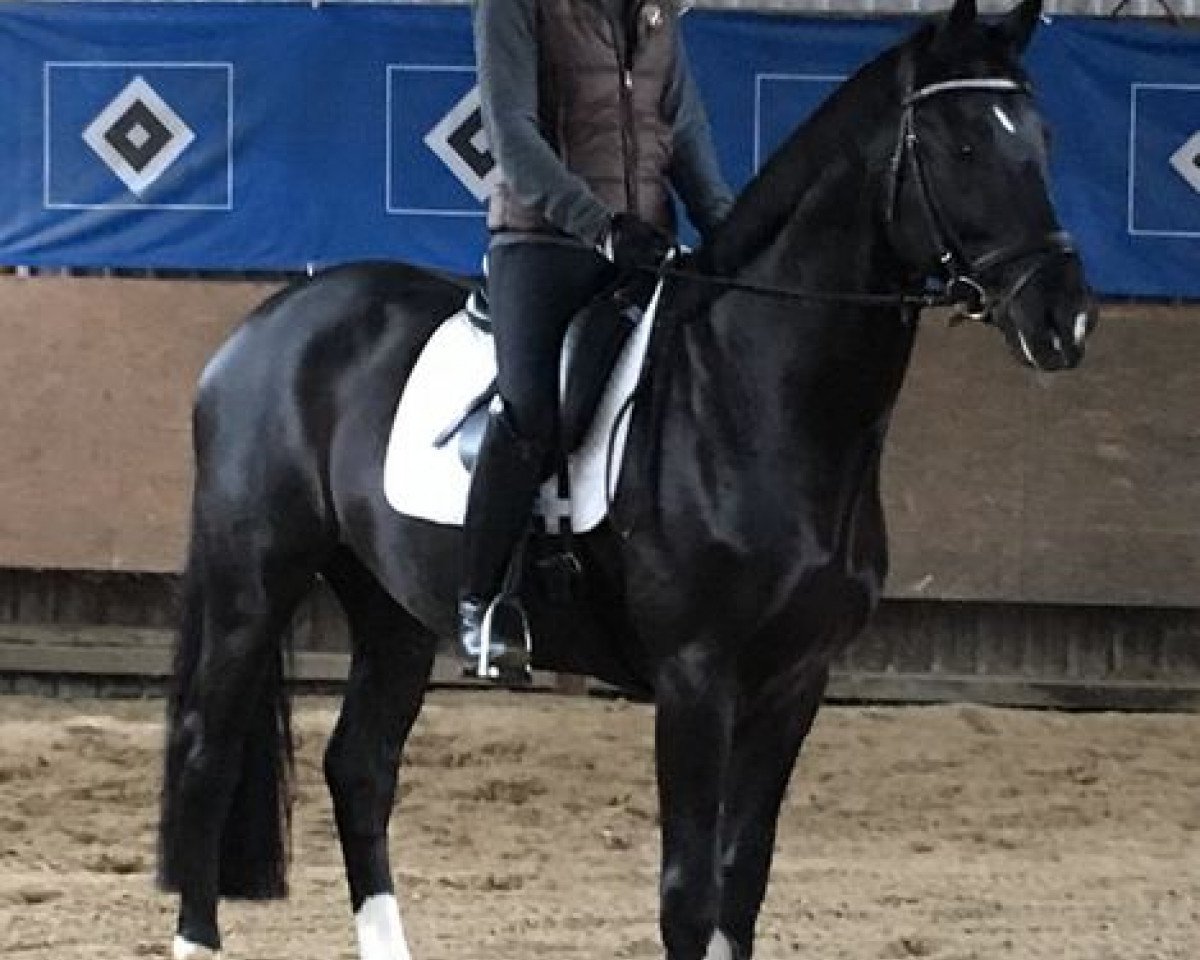 dressage horse The Black Prince (Hanoverian, 2012, from Totilas)