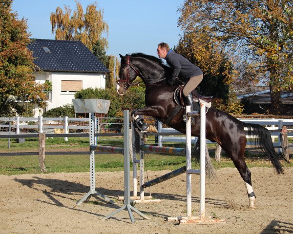 Springpferd Clooney W (Westfale, 2010, von Clinton I)