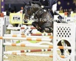 jumper Conchita Grande (Hanoverian, 2006, from Contendro I)