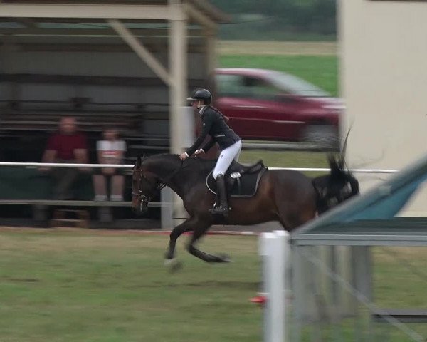 Reitturnier Schwanebeck 2018