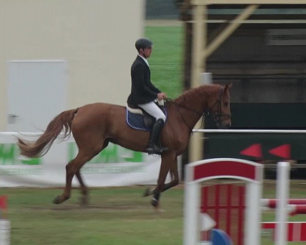 Reitturnier Schwanebeck 2018