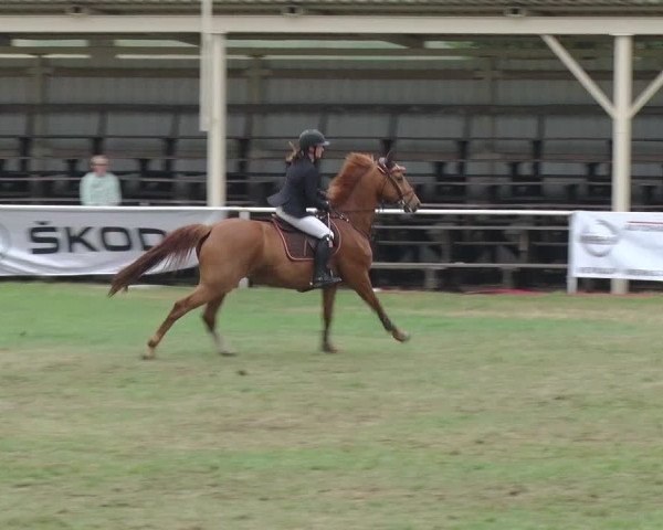 Reitturnier Schwanebeck 2018