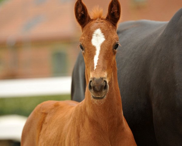 stallion Quinaro B (Oldenburg, 2015, from Quaterback)