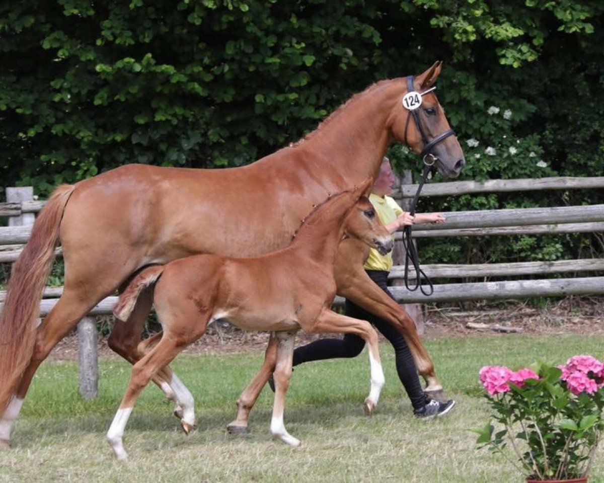 dressage horse Rosenblüte 13 (Hanoverian, 2017, from Finnigan)