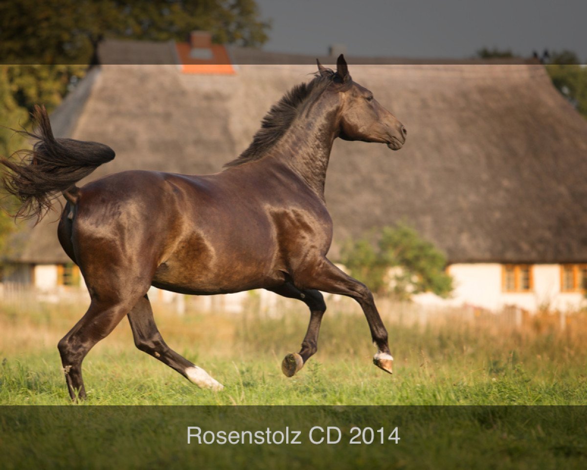 Fattrice Rosenstolz CD (Mecklenburger, 2012, di Blue Hors Romanov)