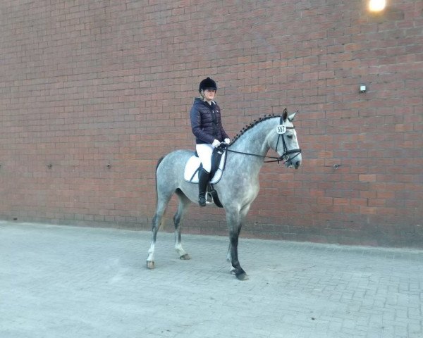 Springpferd Girl On Top L (Hannoveraner, 2013, von Grey Top)