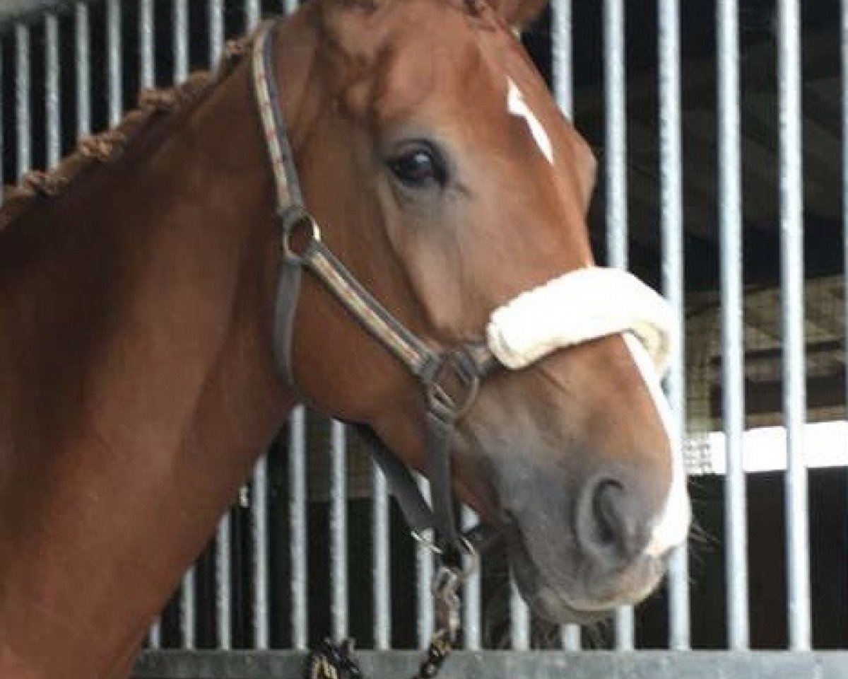 dressage horse Bell 11 (Rhinelander, 2009, from Basic)