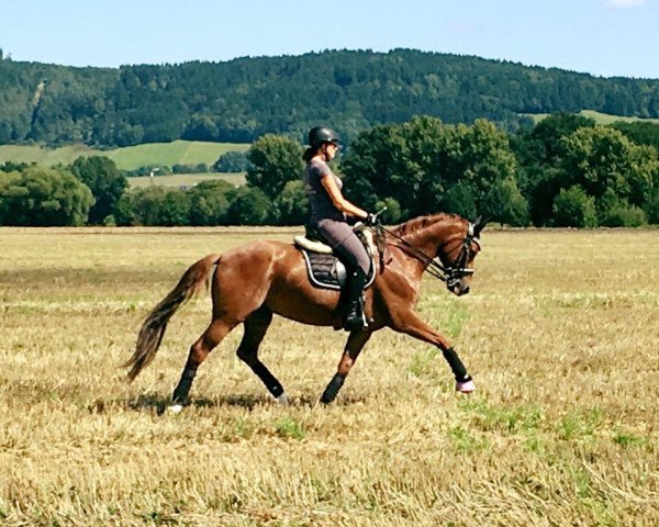 dressage horse Flirt with me (Bavarian, 2007, from Fürst Grandios)