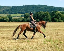 dressage horse Flirt with me (Bavarian, 2007, from Fürst Grandios)