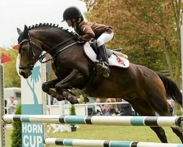 Zuchtstute Golde 3 (Deutsches Reitpony, 2007, von HET Golden Dream)