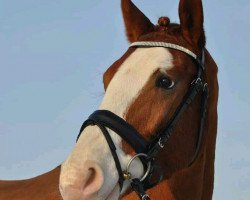 dressage horse Yaspisgårds Gallon (Palomino, 2008, from Heimdals Happy Hero)
