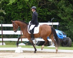 dressage horse Chinouque (Westphalian, 2012, from Chin Quin)