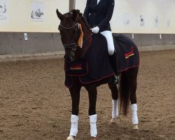dressage horse Jay F. (Rhinelander, 2011, from Jazz)