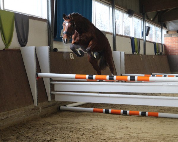 broodmare Lanka G (Westphalian, 2013, from Lyjanero)