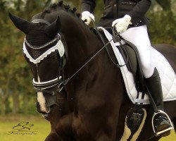 dressage horse Charming Christall (Hanoverian, 2011, from Christ)