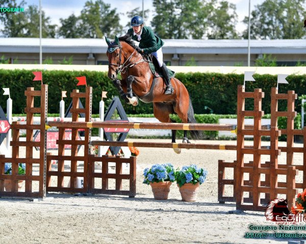 jumper Impuls de La Vie (Belgian Warmblood, 2008, from Numero Uno)