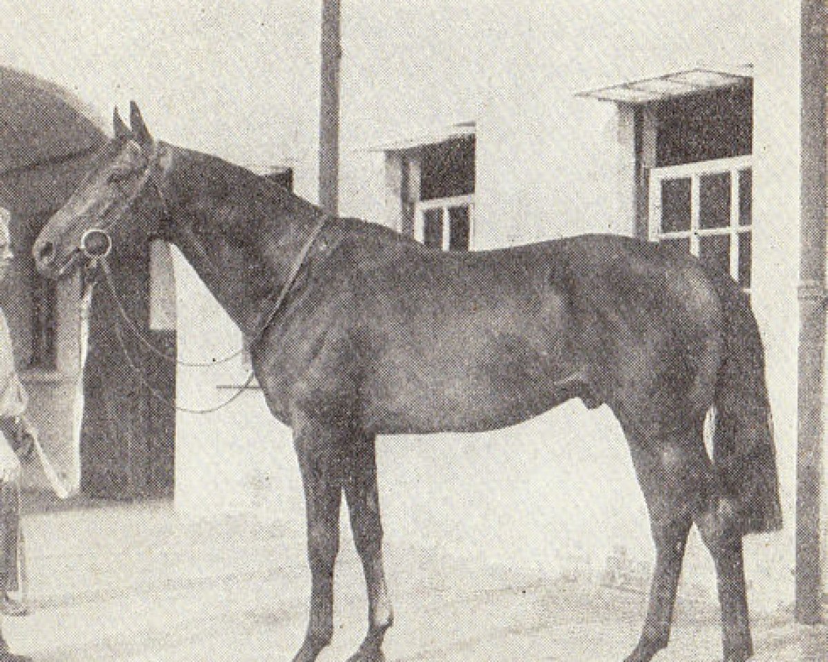 stallion Jock Scot xx (Thoroughbred, 1945, from Scottish Union xx)