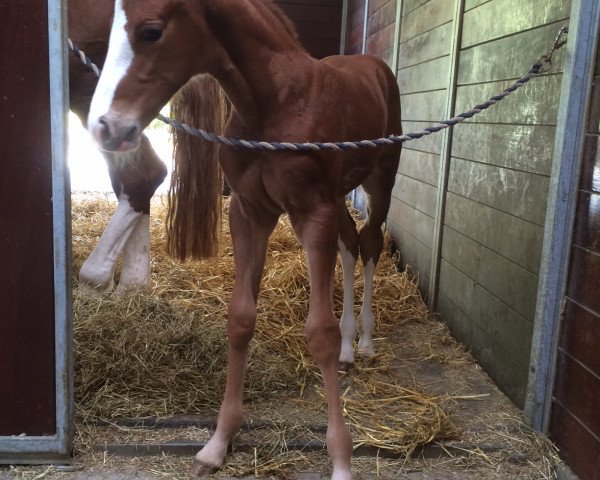horse Siraxta Fabbri (Irish Sport Horse, 2016, from For Pleasure)