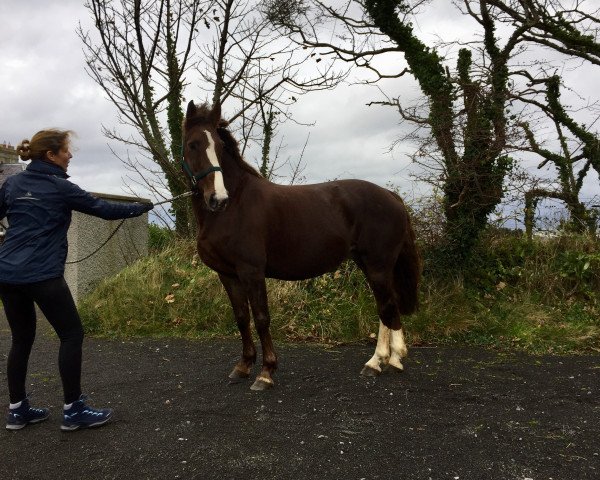 Zuchtstute WKD Cheeky Vimto (Irish Sport Horse, 2007, von Douglas)