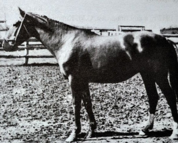 broodmare Druschba (Russian Trakehner, 1951, from Diabas xx)
