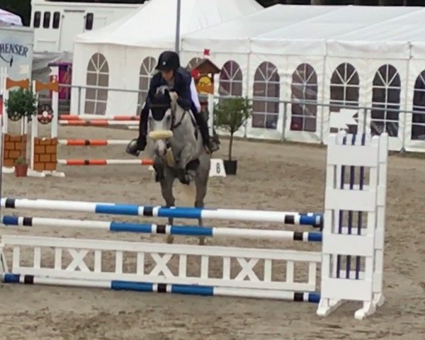 jumper Carlo M 3 (Zangersheide riding horse, 2011, from Clarimo Ask)