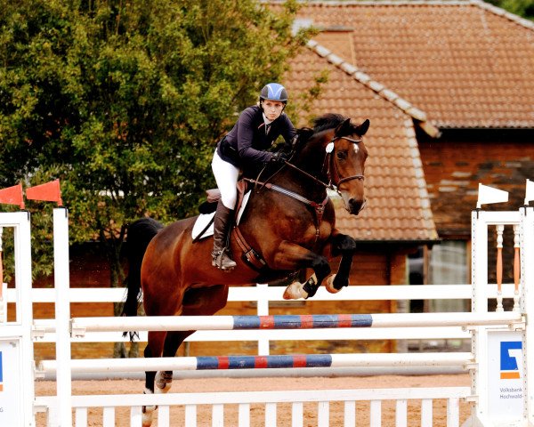 Springpferd Captain Sparrow 6 (Westfale, 2008, von Contendro I) Springpferd Captain Sparrow 6 (Westfale, 2008, von Contendro I)