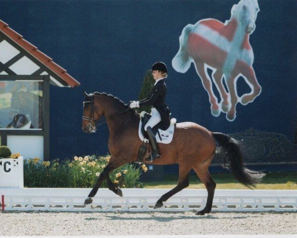 dressage horse Contador 25 (Holsteiner, 2007, from Consens)