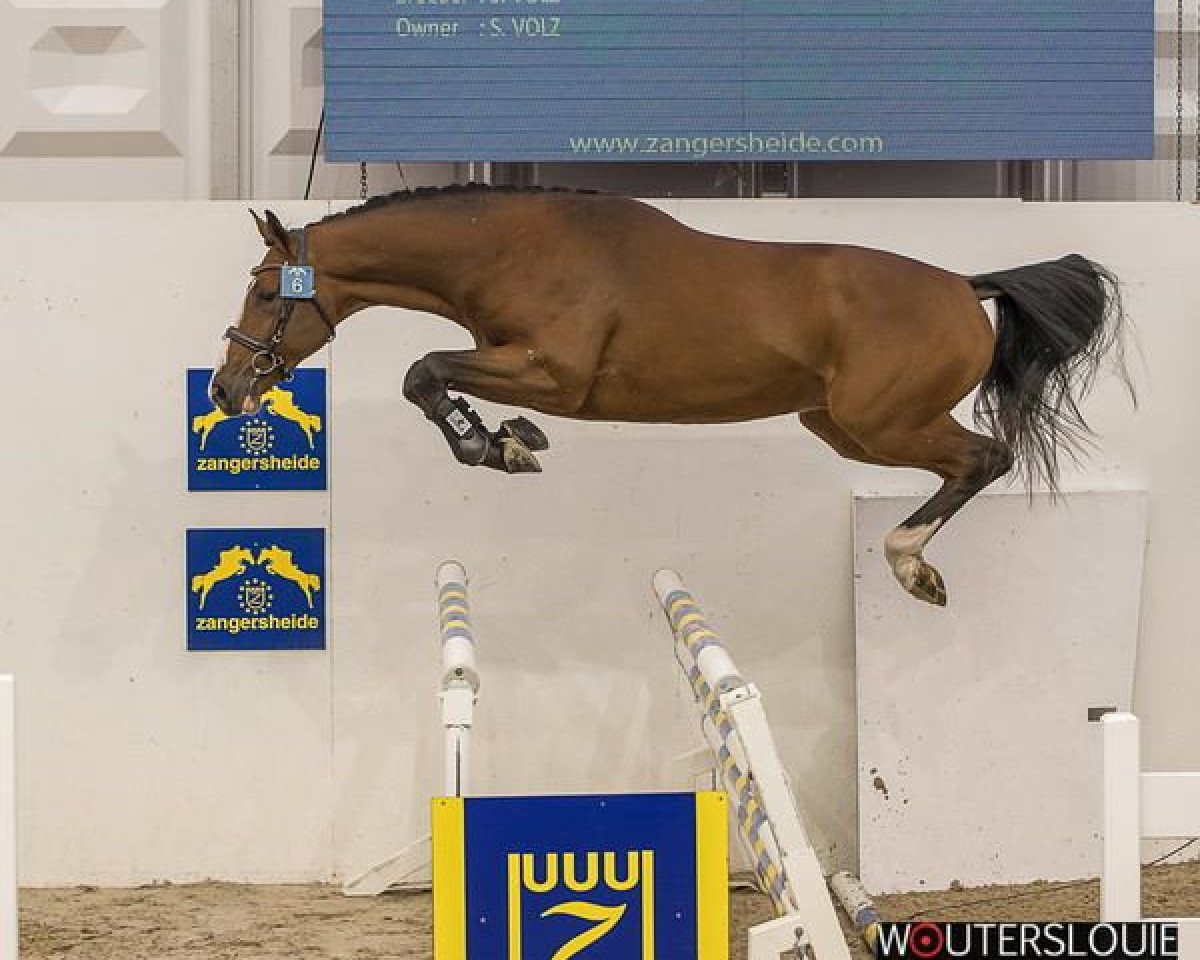stallion Darc Cash (Holsteiner, 2015, from Darco de Revel)