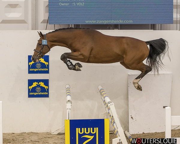 stallion Darc Cash (Holsteiner, 2015, from Darco de Revel)