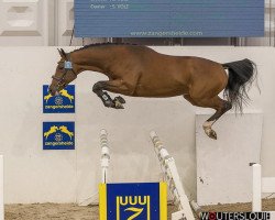 Deckhengst Darc Cash (Holsteiner, 2015, von Darco de Revel)