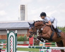 jumper Lacoste P (German Sport Horse, 2009, from Levistano)