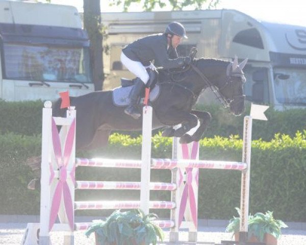jumper Chimchiminy (Zangersheide riding horse, 2012, from Classe VDL)