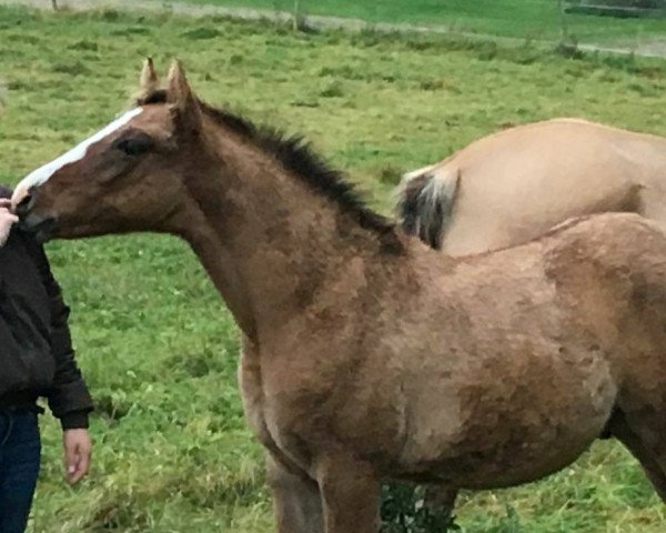 horse Hengst von Dornik (German Riding Pony, 2017, from Dornik B)