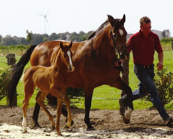 broodmare Montana III (Holsteiner, 1997, from Acord II)