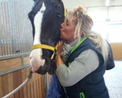 jumper Sunny 1229 (Hanoverian, 2012, from Stolzenberg)