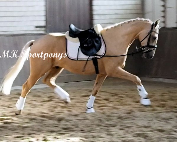jumper Sir Shorty (German Riding Pony, 2011, from Jonker's Socrates)