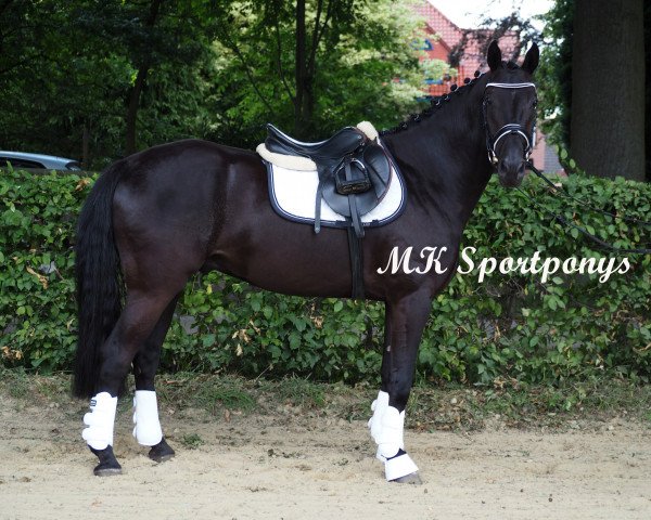 jumper Phantom 81 (German Riding Pony, 2012, from FS Pearcy Pearson)