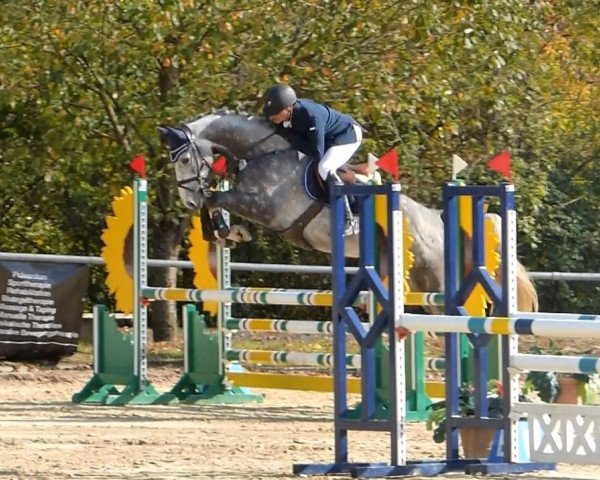 jumper Chac (Holsteiner, 2012, from Casquetto)