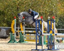 Springpferd Chac (Holsteiner, 2012, von Casquetto)