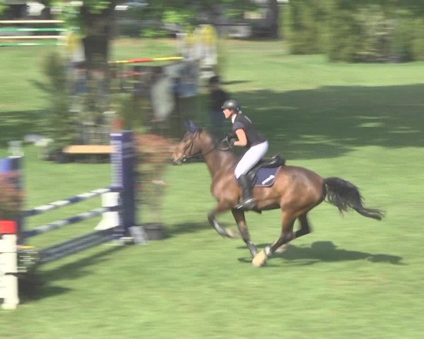 Reitturnier Uster 2018