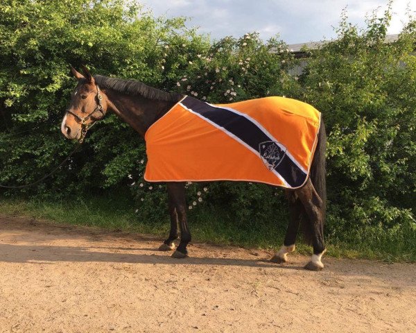 Springpferd Donnerlittchen K (Deutsches Reitpferd, 2006, von Blackstone I)