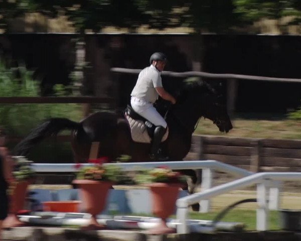 Reitturnier Schönfeld 2018