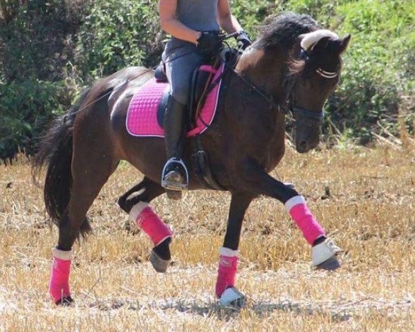 dressage horse Grace 337 (Welsh-Pony (Section B), 2004, from Galileo)
