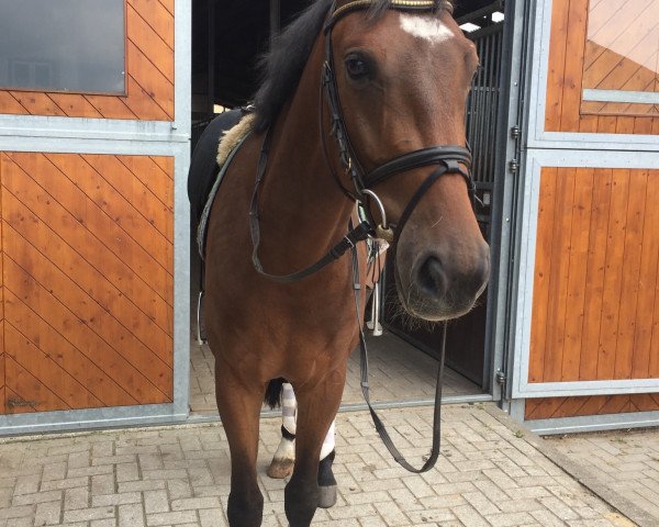 horse Varietto (Hanoverian,  , from Vesuv 35)