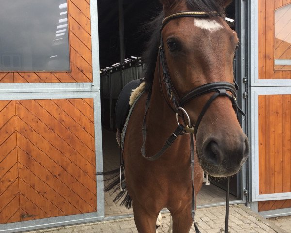 horse Varietto (Hanoverian,  , from Vesuv 35)