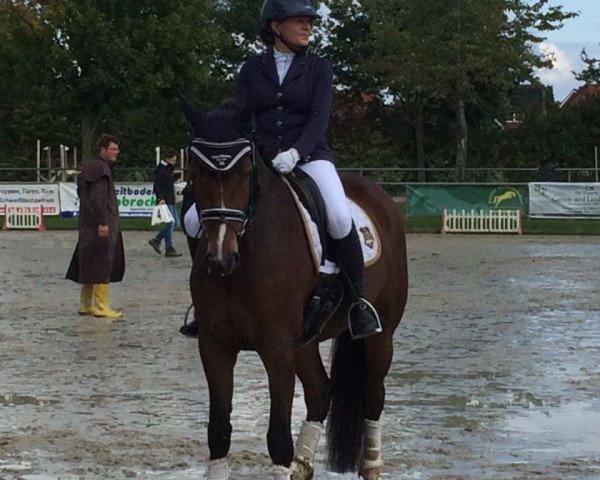 Dressurpferd Chelsea MH (Westfale, 2012, von Christiano)