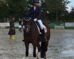 Dressurpferd Chelsea MH (Westfale, 2012, von Christiano)