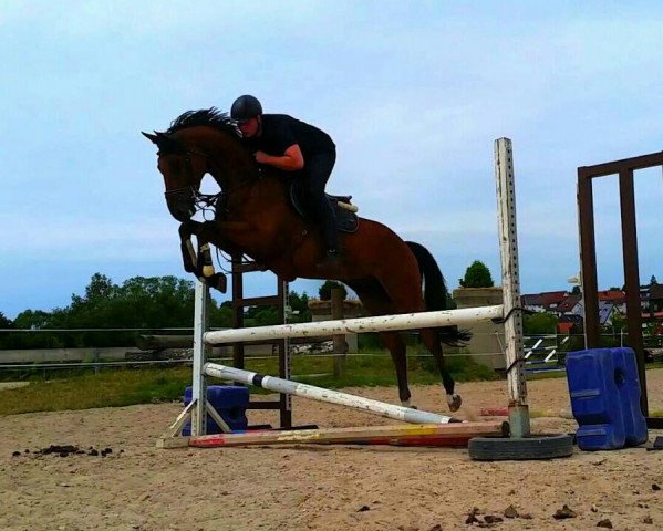 horse Hansi (Westphalian, 2009, from Cordobes I)