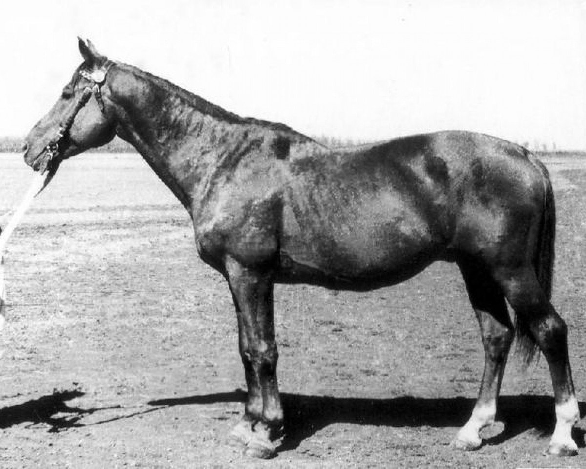 Deckhengst Haßgesang (Trakehner, 1938, von Kupferhammer 3456)